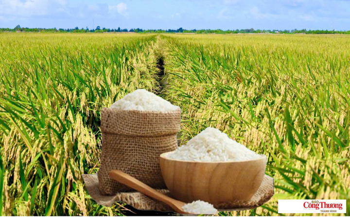 Giá lúa gạo hôm nay ngày 7/9: Gạo nguyên liệu xuất khẩu tiếp đà giảm.