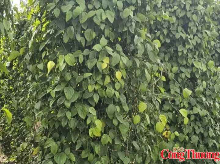 Việt Nam tiếp tục là thị trường lớn nhất của hồ tiêu Brazil trong 8 tháng đầu năm với 15.519 tấn, trị giá 94,3 triệu USD