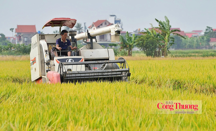 Thu hoạch lúa gạo giảm phát thải tại xã Tân An, thành phố Hải Phòng.