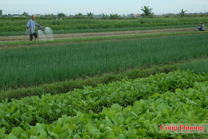 Hệ thống MRV đang được áp dụng trong Đề án 1 triệu ha lúa chất lượng cao.