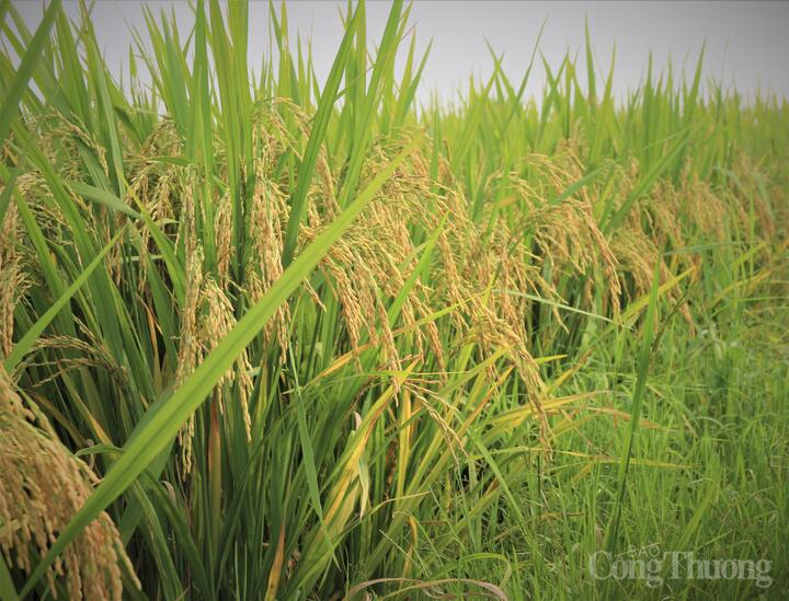 Hệ thống MRV đang được áp dụng trong Đề án 1 triệu ha lúa chất lượng cao.