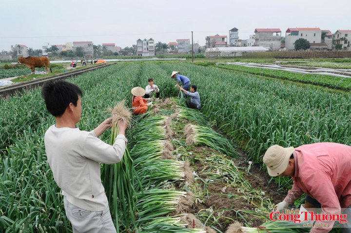 Chuyển đổi những vùng lúa kém hiệu quả sang các loại cây trồng cạn giúp giảm phát thải khí mê-tan.