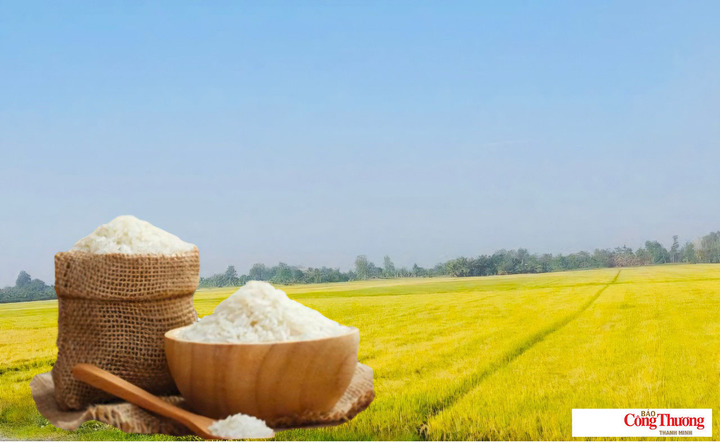 Giá lúa gạo hôm nay ngày 10/9/2026: Gạo xuất khẩu giảm.