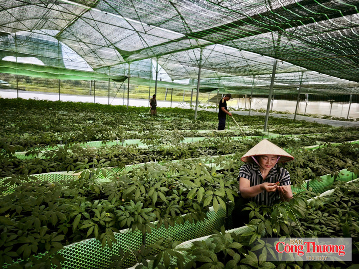 Cây sâm - dược liệu quý ở Sìn Hồ đang được bảo tồn và phát triển.