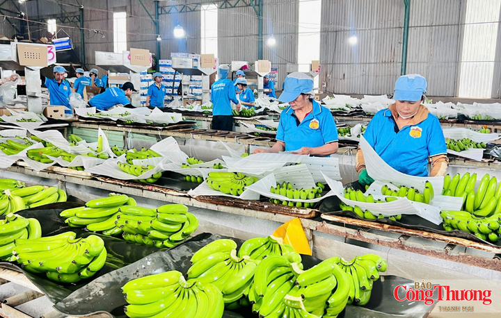Gia Lai có nền tảng sản xuất nông nghiệp quy mô lớn, với nhiều ngành hàng chủ lực phục vụ chế biến và xuất khẩu.