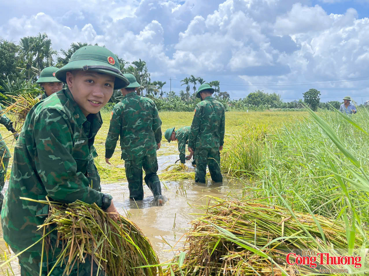 Lực lượng bộ đội giúp dân gặt lúa bị ngập úng