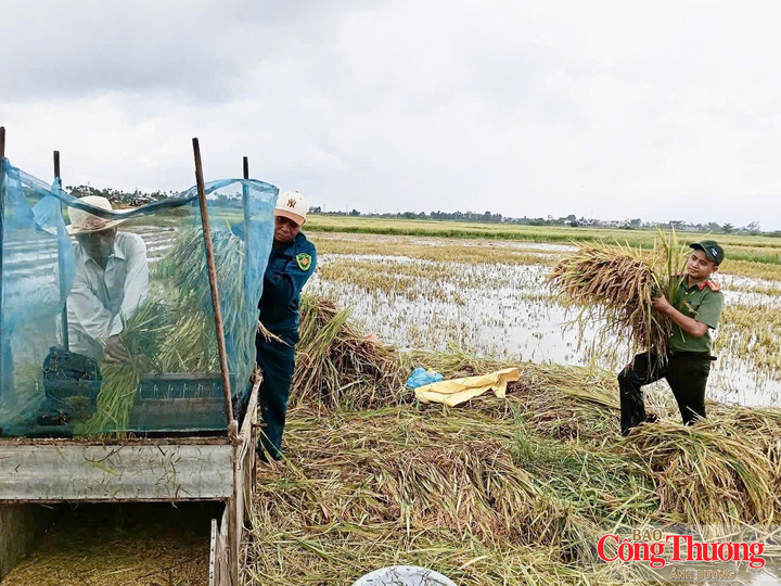 Lực lượng công an cũng xuống ruộng để giúp người dân thu hoạch diện tích lúa bị ngập nước