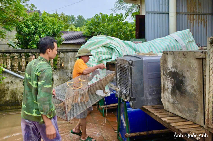 Các vật dụng sinh hoạt thiết yếu được người dân sắp xếp, di chuyển đến nơi khô ráo; vật nuôi cũng được đưa đến những vị trí an toàn. Trong điều kiện nước tiếp tục dâng, việc chủ động di dời được người dân thực hiện khẩn trương nhằm hạn chế nguy cơ hư hỏng, thất thoát tài sản. “Gia đình tôi đang tiếp tục di dời tài sản, đặc biệt là gia súc, gia cầm đến nơi khác để giảm thiểu thiệt hại”, ông Trương Văn Khánh (xã Kim Tân) chia sẻ.