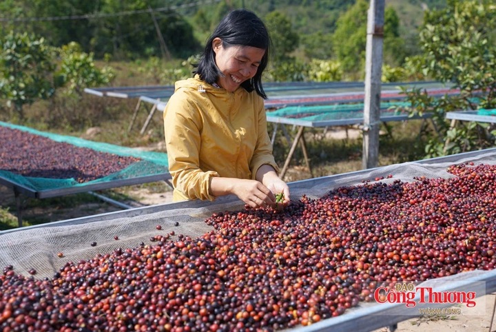 Một hộ trồng cà phê tại xã Hướng Hoá, tỉnh Quảng Trị