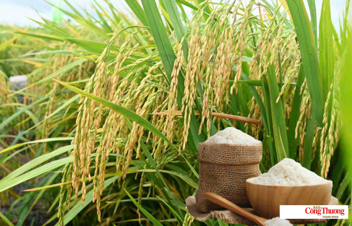 Giá lúa gạo hôm nay ngày 18/9/2026: Giá lúa tươi biến động trái chiều,