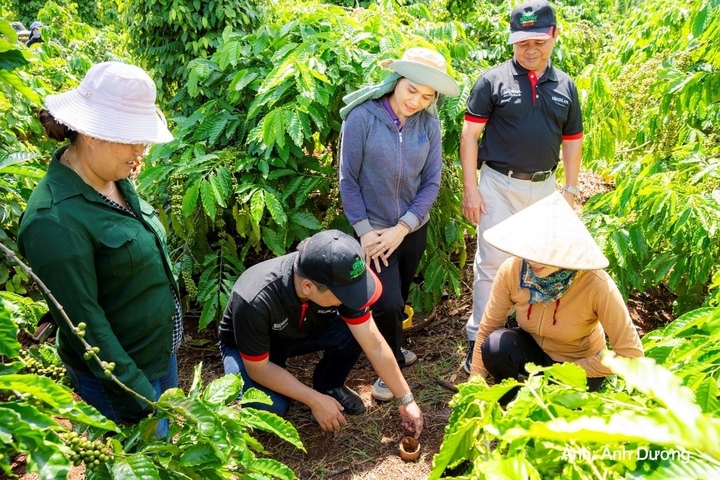 Cán bộ kỹ thuật NESCAFÉ Plan hướng dẫn nông dân thực hành cải tạo đất tại vườn cà phê.