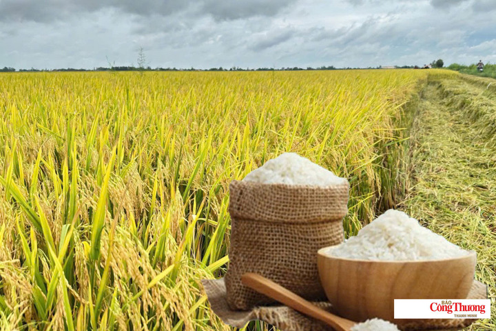 Giá lúa gạo hôm nay ngày 19/9/2026: Giá gạo Đài thơm giảm 500/đồng/kg.