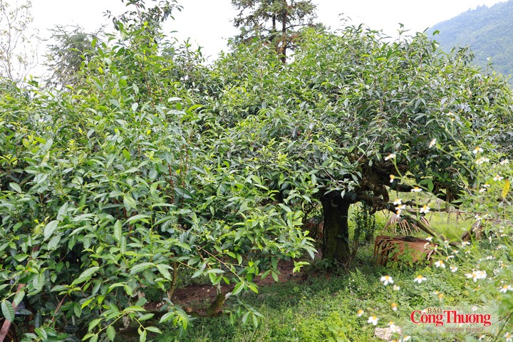 Những cây chè Shan tuyết cổ thụ sinh trưởng giữa vùng núi Xà Phìn, xã Thanh Thủy, tỉnh Tuyên Quang, gắn với đời sống và sinh kế của đồng bào địa phương