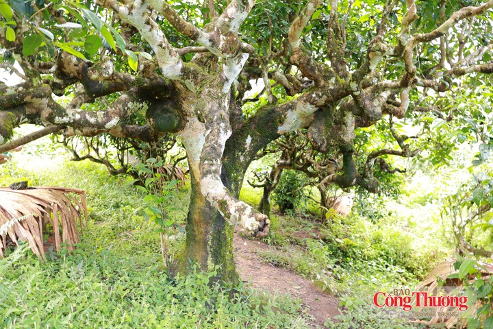 Không chỉ mang giá trị kinh tế, vùng chè Shan tuyết còn gắn với đời sống, tập quán sản xuất và sinh kế của đồng bào vùng cao