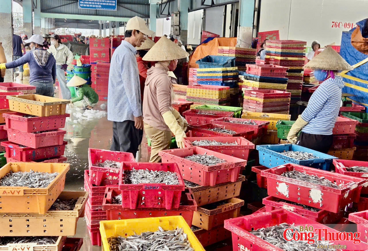 Sản lượng cá cơm cập cảng được tiêu thụ gần như ngay trong ngày