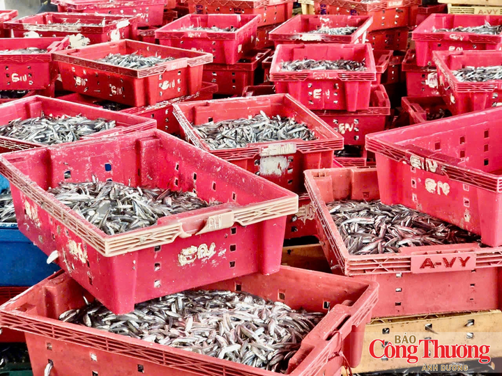 Cá được phân loại to, nhỏ để vào từng khay nhựa rồi thương lái đưa về các chợ đầu mối