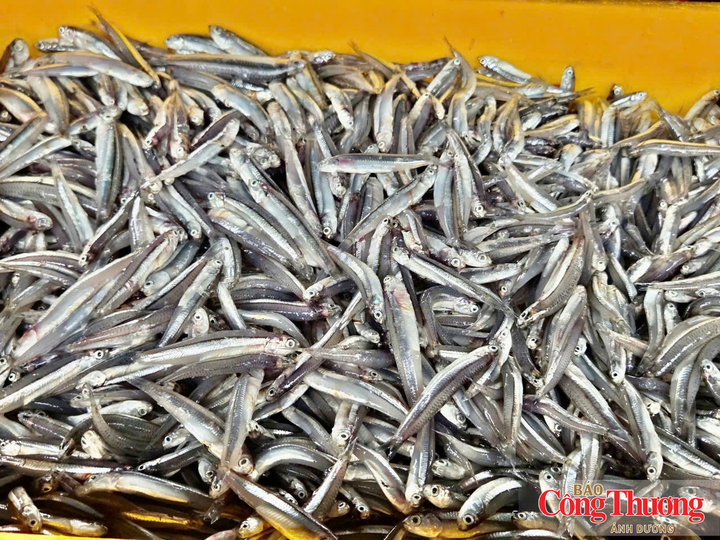 Cá được đưa đến các chợ truyền thống, cơ sở hấp, phơi khô hoặc cung cấp nguyên liệu cho các cơ sở sản xuất nước mắm
