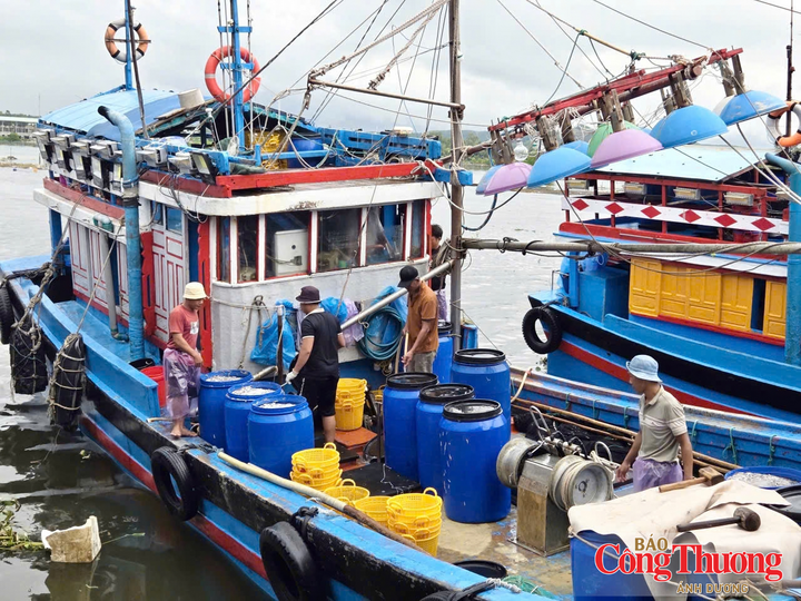 Nhờ trúng cá cơm trái vụ, sau khi trừ chi phí nhiên liệu, nhân công và vận hành, chủ tàu có thể thu lãi khoảng 10-20 triệu đồng mỗi đêm