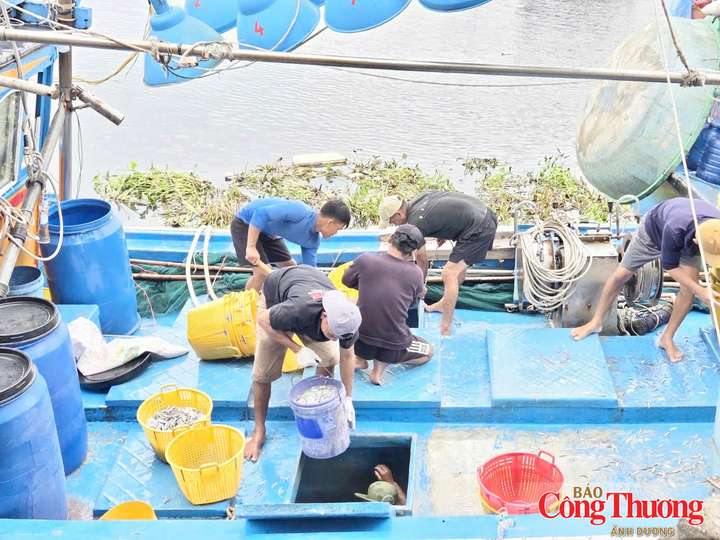 Những khoang cá đầy được ngư dân đem vào bờ