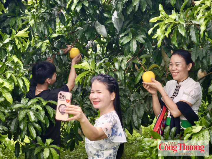Những phiên livestream bán hàng tận vườn giúp người tiêu dùng ở xa biết thêm cây vú sữa Hoàng Kim đang được trồng tại đất Điện Biên.