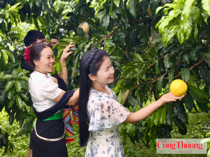 Niềm vui khi vú sữa Hoàng Kim được mùa.