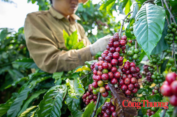 EVFTA mang lại hiệu quả lớn đối với xuất khẩu cà phê