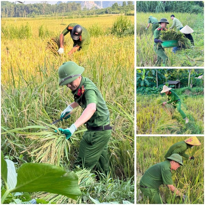 Công an xã Thanh Phong giúp dân gặt lúa - Lan tỏa tinh thần “Ba nhất”