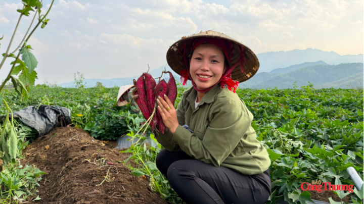 Nhờ thương mại điện tử, người dân Bình Lư đã giảm phụ thuộc vào thương lái trong tiêu thụ nông sản.