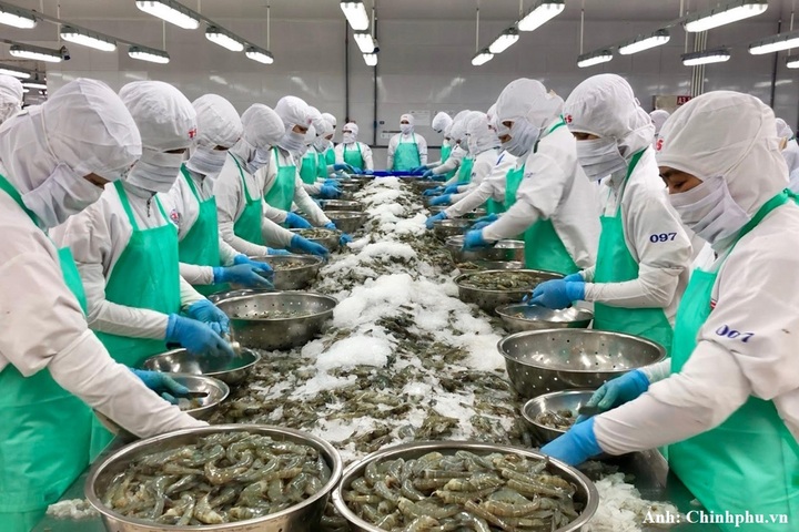 Tôm là mặt hàng chủ lực của xuất khẩu thủy sản Việt Nam.