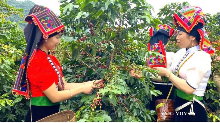 Cà phê Arabica Sơn La chuẩn bị bước vào sự kiện kết nối giao thương lớn năm 2026, mở rộng cơ hội quảng bá thương hiệu và vươn xa trên thị trường quốc tế.
