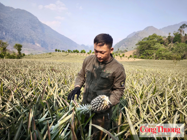 Màu xanh trên những triền đồi ở Pú Nhung kết thành những “mùa no ấm”.