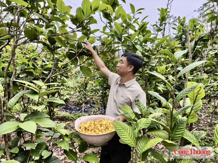 Vùng trồng trà hoa vàng liên kết tại xã Tam Dương Bắc đạt gần 10 ha, áp dụng quy trình VietGAP. Trên nền tảng đó, các doanh nghiệp đầu tư chế biến, phát triển trà hoa vàng sấy thăng hoa, trà túi lọc, từng bước nâng giá trị đặc sản địa phương.