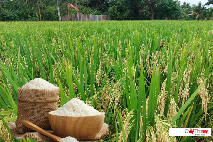Giá lúa gạo hôm nay ngày 30/9/2026: Gạo xuất khẩu giảm nhẹ, lúa tươi chững giá.