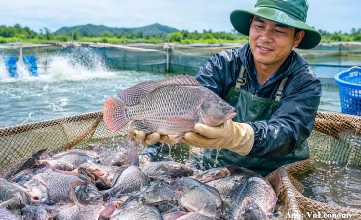 Xuất khẩu cá rô phi sang Brazil tăng mạnh