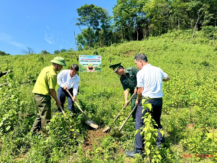 Khu vực trồng cây thuộc thôn Trăng - Tà Puồng, xã Hướng Lập, tỉnh Quảng Trị