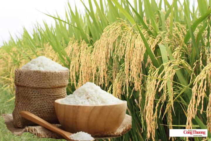 Giá lúa gạo hôm nay ngày 4/10/2026, tuần qua: Lúa - gạo xuất khẩu biến động.