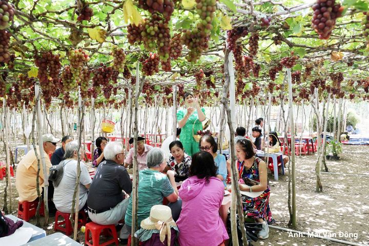 Khách du lịch đến tham quan trải nghiệm tại vườn nho Thanh Thuỷ.