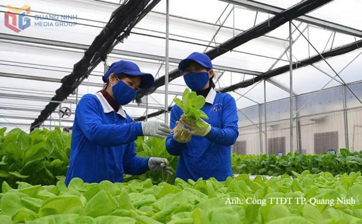 Quảng Ninh cũng chú trọng thu hút đầu tư vào các khu, vùng nông nghiệp ứng dụng công nghệ cao trên đất liền.