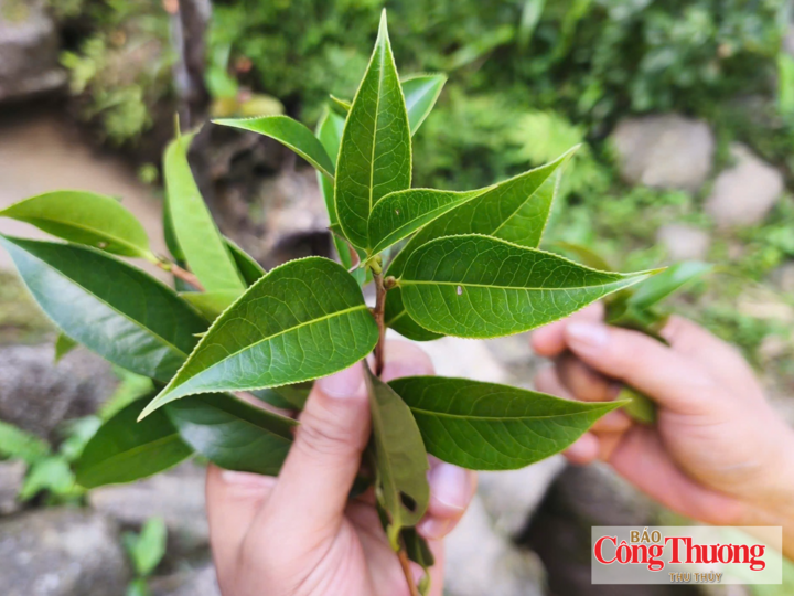 Cây chè cổ thụ lá đỏ có giá trị kinh tế được phát hiện và nhân giống tại bản Sàng Mà Pho, xã Sin Suối Hồ (tỉnh Lai Châu).