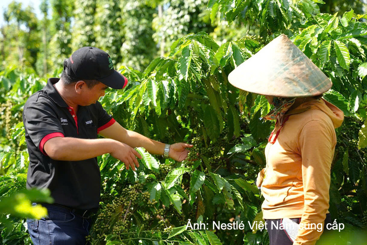 Thông qua Chương trình NESCAFÉ Plan, Nestlé Việt Nam hỗ trợ các nông hộ áp dụng phương pháp nông nghiệp tái sinh giúp họ nâng cao thu nhập, đồng thời góp phần tạo ra nguồn cung ổn định.