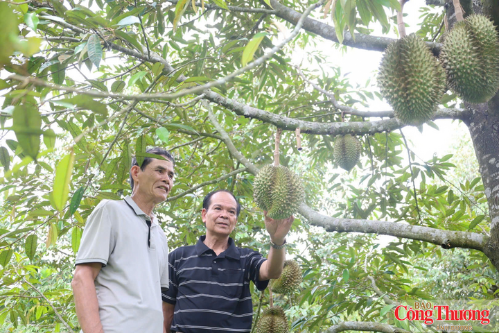 Sầu riêng là một giống cây trồng mang lại hiệu quả kinh tế rất cao mà người dân đang tìm cách để tiếp cận