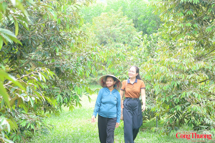 Nhiều hộ dân đã thành công trồng sầu riêng cho ra trái, mang lại nguồn thu nhập đáng kể