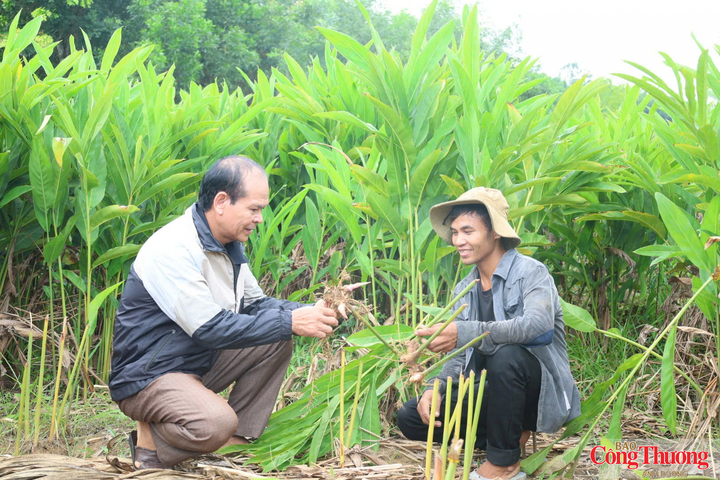 Những giống cây trồng hiệu quả kinh tế cao đang được người dân xã Sơn Mai lựa chọn để đầu tư trồng trọt
