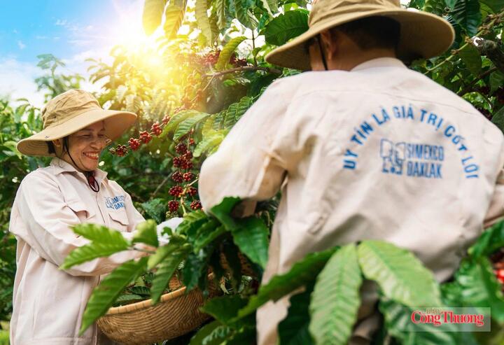 Cà phê là mặt hàng xuất khẩu chủ lực sang EU