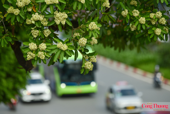 Cây hoa sữa là loài thân gỗ lớn, có thể cao hàng chục mét. Hoa nhỏ, màu trắng đến vàng nhạt, mọc thành từng chùm trên tán cây; khi nở đồng loạt, hương thơm có thể lan khá xa.