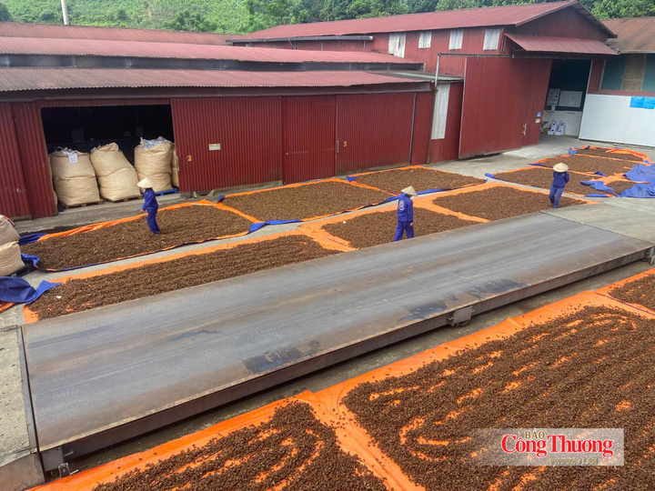 Vinasamex tạo công ăn việc làm cho bà con nhiều địa phương miền núi