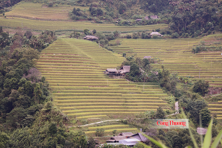 Mùa vàng tại làng nhà rêu Xà Phìn, xã Thanh Thủy