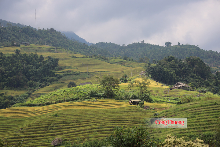 Những thửa ruộng bậc thang vàng óng trải dài giữa núi rừng Tuyên Quang, đẹp tựa bức tranh thiên nhiên, tạo điểm nhấn cho Lễ hội Mùa vàng của đồng bào dân tộc Dao.