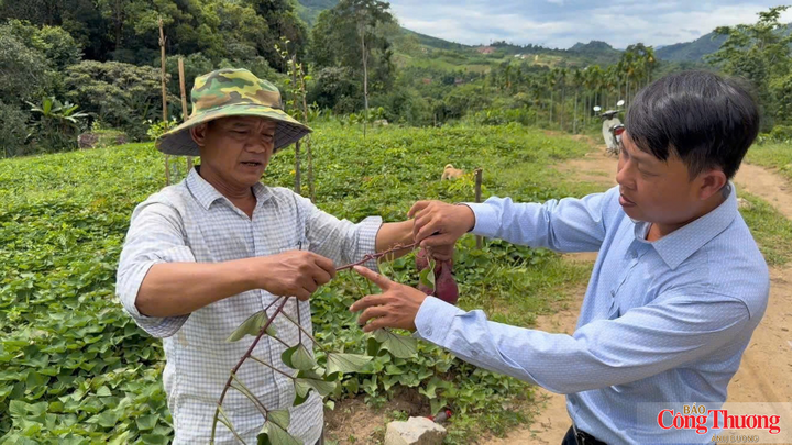 Ngoài việc bao tiêu sản phẩm, doanh nghiệp cũng trực tiếp hướng dẫn các kỹ thuật cho người dân trồng sao cho đúng cách, đạt hiệu quả cao.