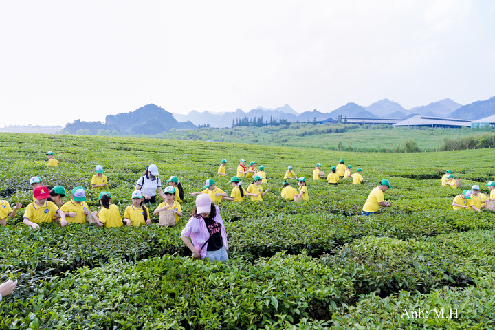 Các em học sinh được trải nghiệm hoạt động hái chè